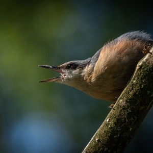 Redwell   25 05 2020   D500   Les 130.jpg